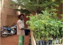 Sokura Plants